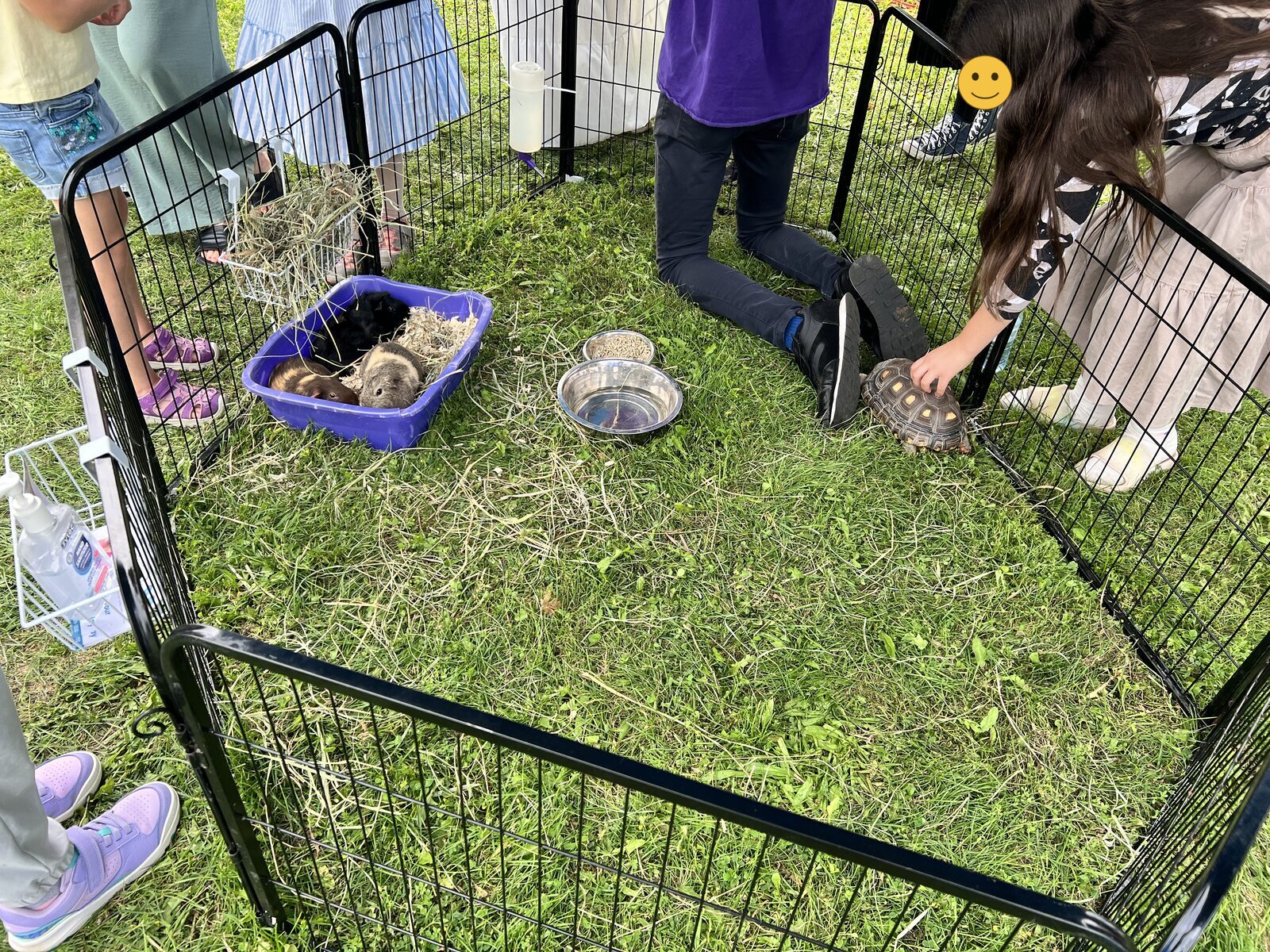 A child reaching into a pen of small animals to touch a tortoise, with other children standing around the enclosure.