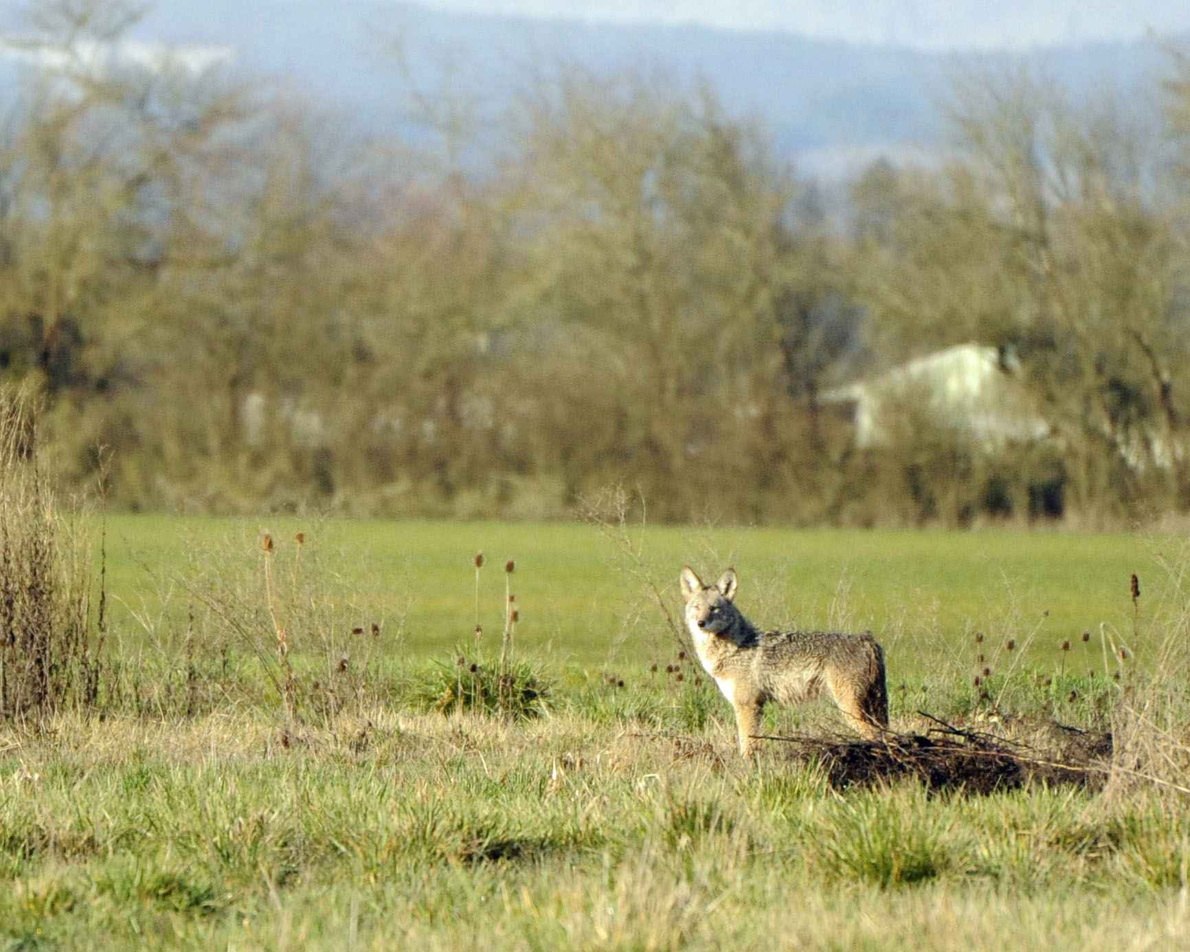A real photograph of a coyote standing in a field. This is a representative coyote photograph, not the animal reported on Sarrazin Way.